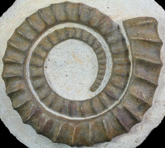 Devonian Ammonite (Anetoceras) - Morocco #68777